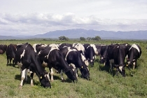 Cum cresc astia vacile in Argentina?