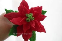 Poinsettia