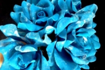 Trandafiri si fluturi albastri