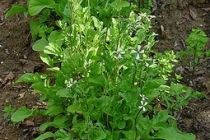 Voinicică (Rucola)