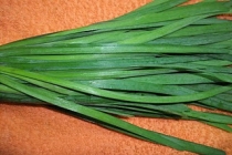 USTUROI VERDE-NILA