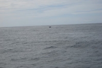 Whale Watching