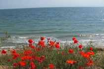 Drumul macilor si mancare la mal de mare