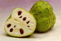 cherimoya