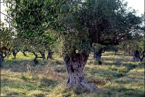 O săptămână în Zakynthos (3)