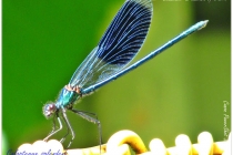 Libelule 4 - Calopteryx splendens (male)