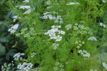 Plantele medicinale şi tratarea afecţiunilor