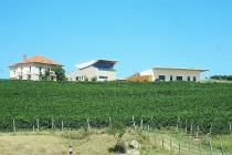 lacerta winery